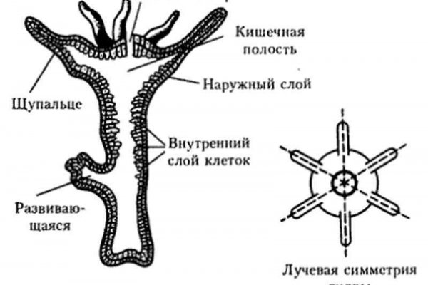 Рабочая ссылка на blacksprut blacksprut2web in